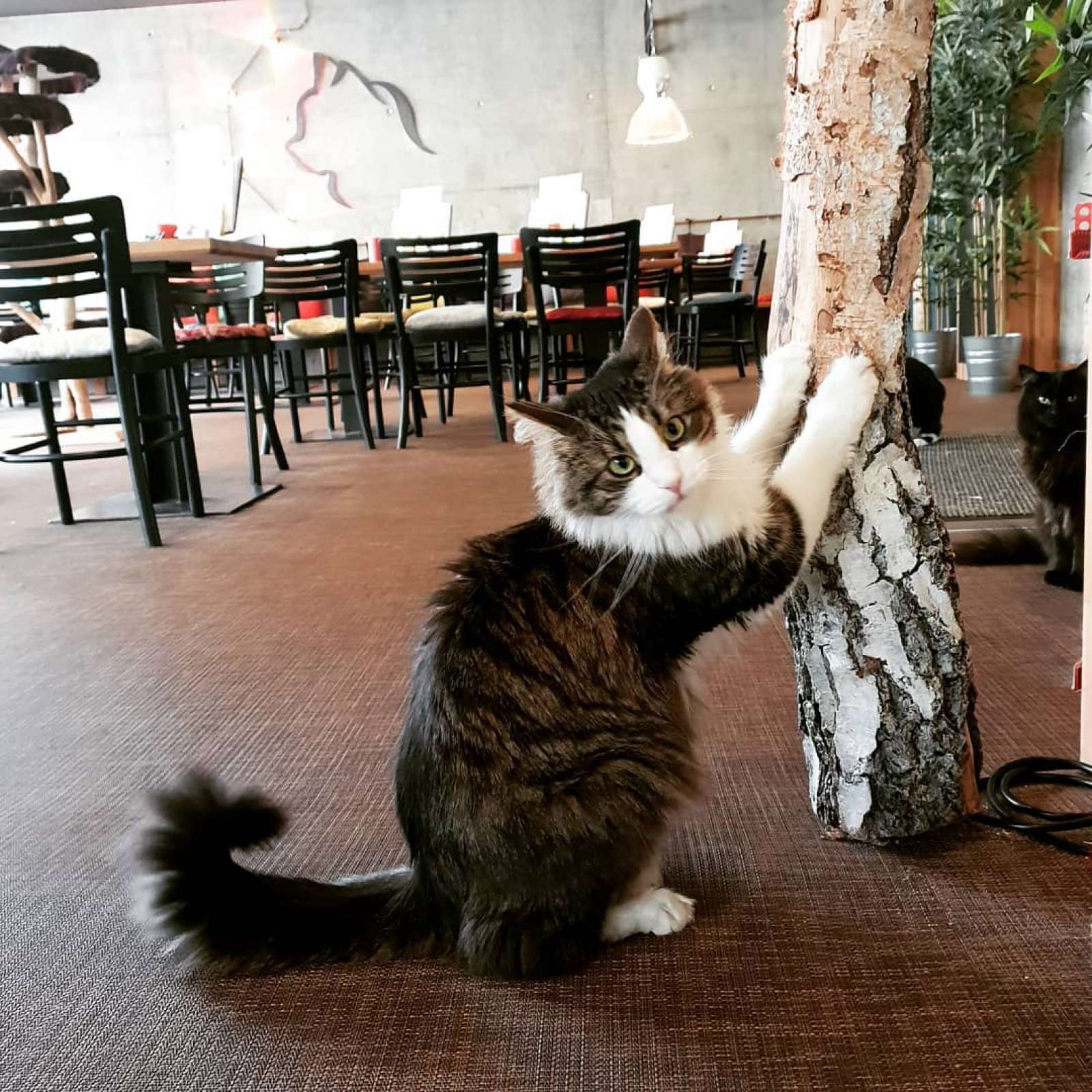 Cats Café