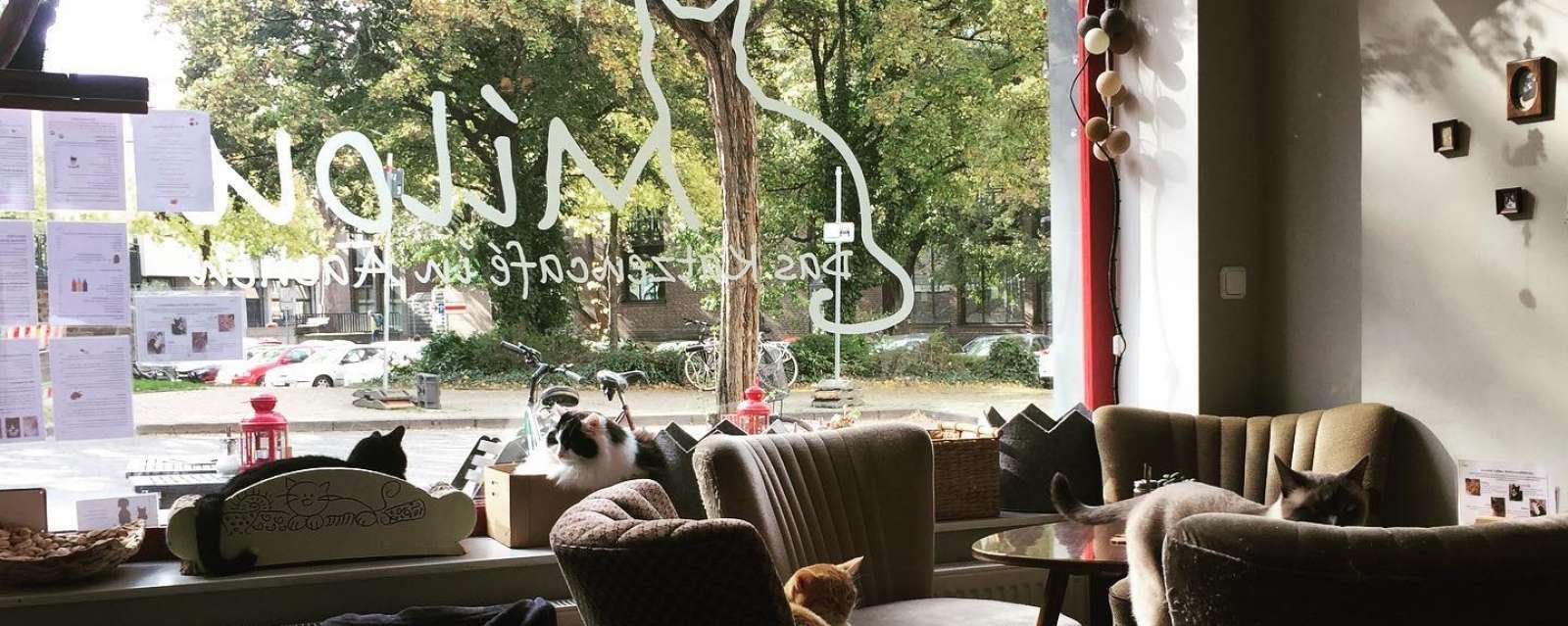 Katzencafé Aachen